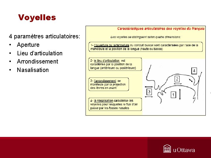 Voyelles 4 paramètres articulatoires: • Aperture • Lieu d’articulation • Arrondissement • Nasalisation 
