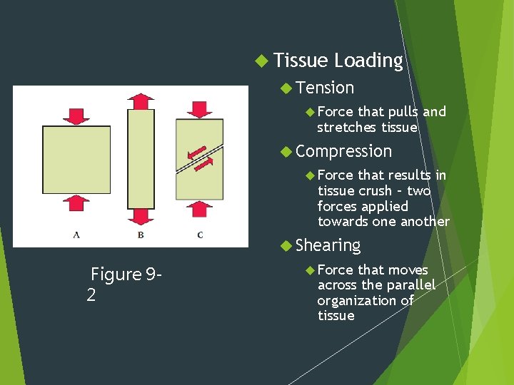 Tissue Loading Tension Force that pulls and stretches tissue Compression Force that results Tissue Loading Tension Force that pulls and stretches tissue Compression Force that results
