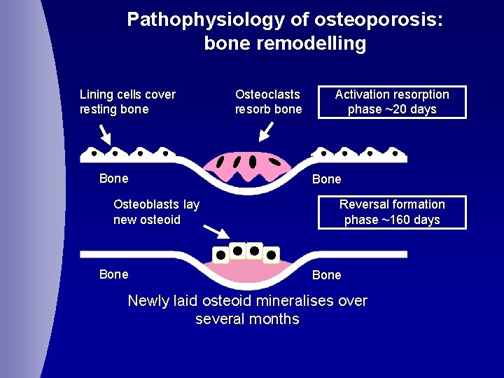 Pathophysiology of osteoporosis: bone remodelling Lining cells cover resting bone Bone Osteoblasts lay new
