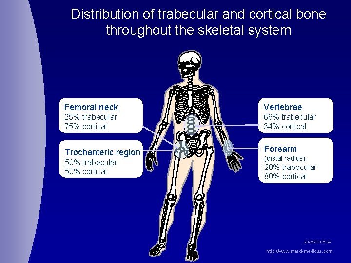 Distribution of trabecular and cortical bone throughout the skeletal system Femoral neck Vertebrae 25%