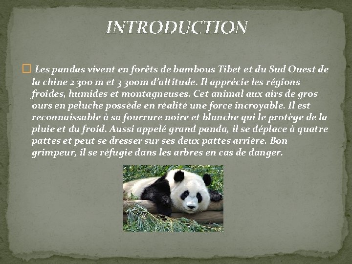 INTRODUCTION � Les pandas vivent en forêts de bambous Tibet et du Sud Ouest