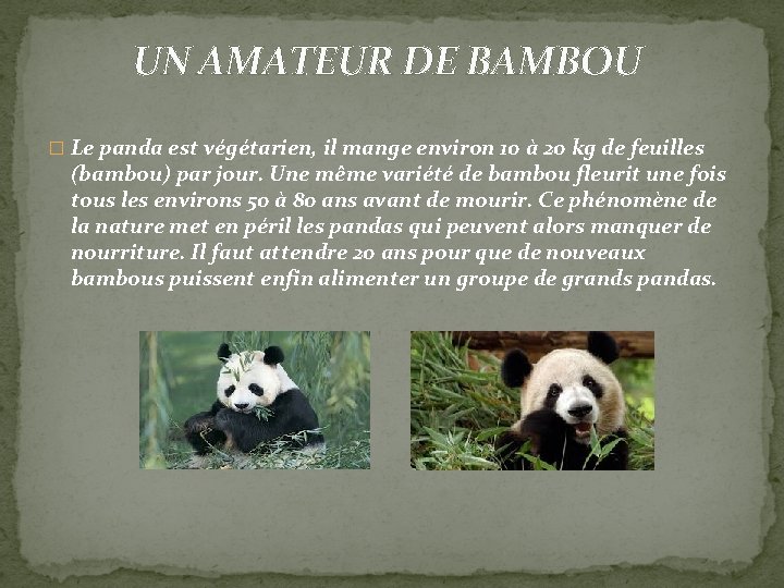 UN AMATEUR DE BAMBOU � Le panda est végétarien, il mange environ 10 à