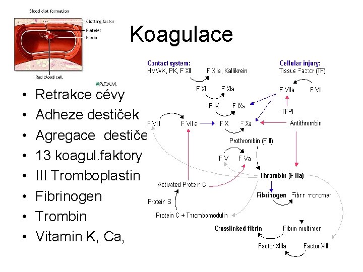 Koagulace • • Retrakce cévy Adheze destiček Agregace destiček 13 koagul. faktory III Tromboplastin