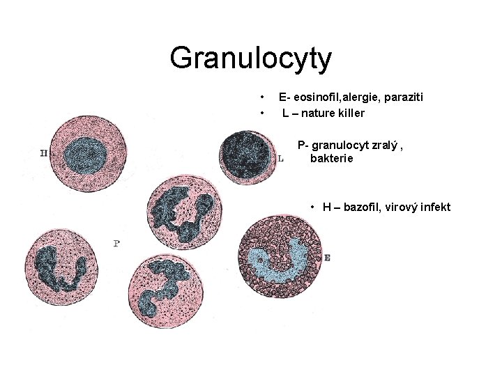Granulocyty • • E- eosinofil, alergie, paraziti L – nature killer • P- granulocyt