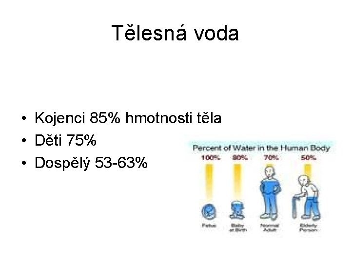 Tělesná voda • Kojenci 85% hmotnosti těla • Děti 75% • Dospělý 53 -63%