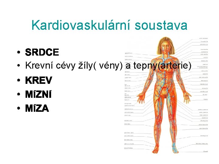 Kardiovaskulární soustava • Krevní cévy žíly( vény) a tepny(arterie) cévy (lymfatika) ( lymfa) 