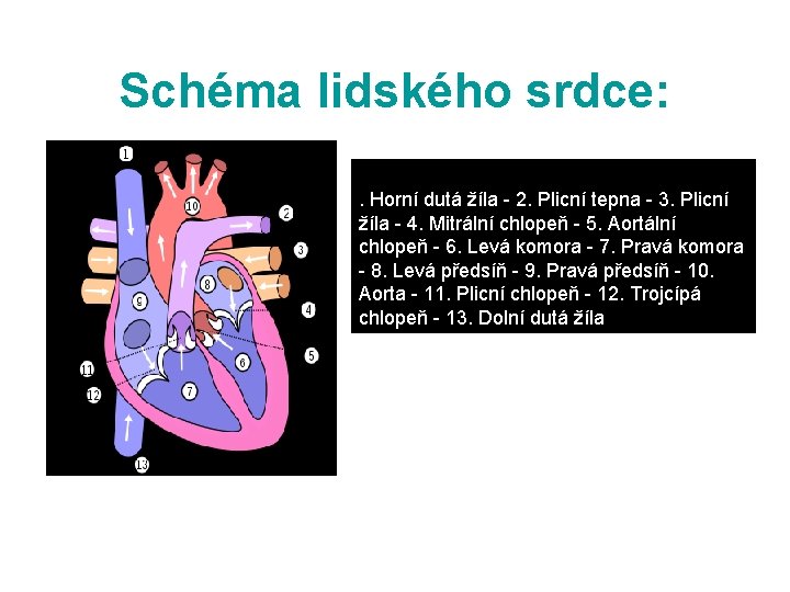 Schéma lidského srdce: . Horní dutá žíla - 2. Plicní tepna - 3. Plicní