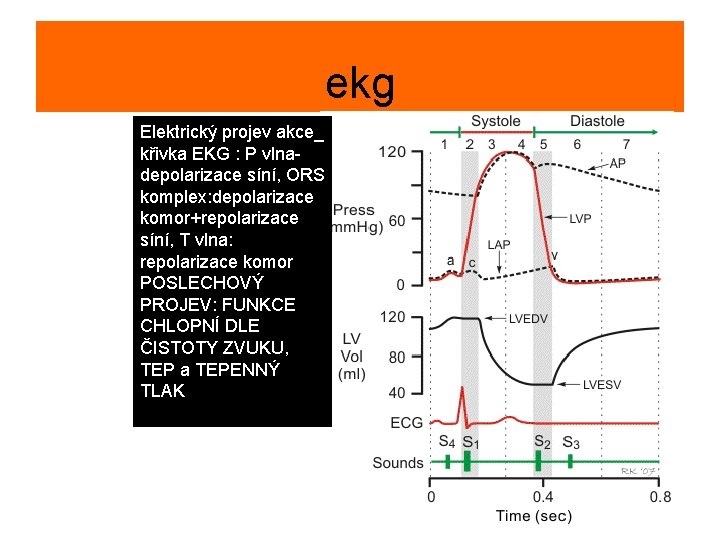 ekg Elektrický projev akce_ křivka EKG : P vlnadepolarizace síní, ORS komplex: depolarizace komor+repolarizace