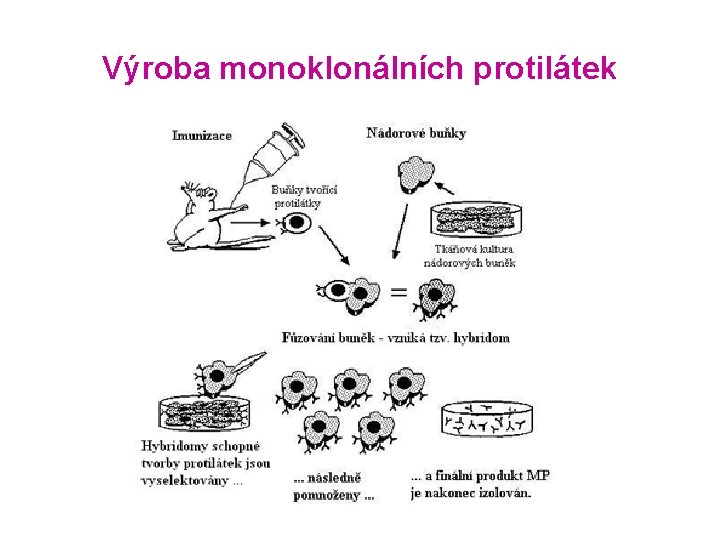 Výroba monoklonálních protilátek 
