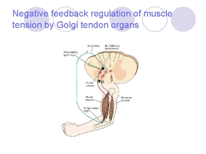 Negative feedback regulation of muscle tension by Golgi tendon organs 