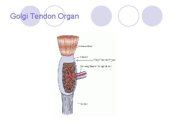 Golgi Tendon Organ 