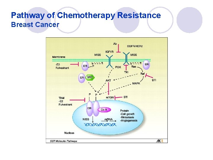 Pathway of Chemotherapy Resistance Breast Cancer 