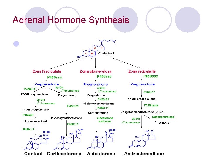 Adrenal Hormone Synthesis l 