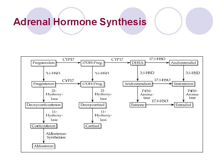 Adrenal Hormone Synthesis 