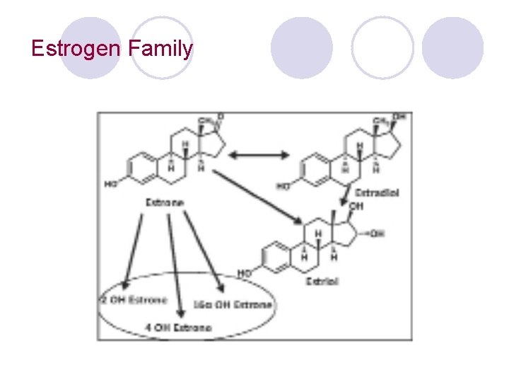 Estrogen Family 