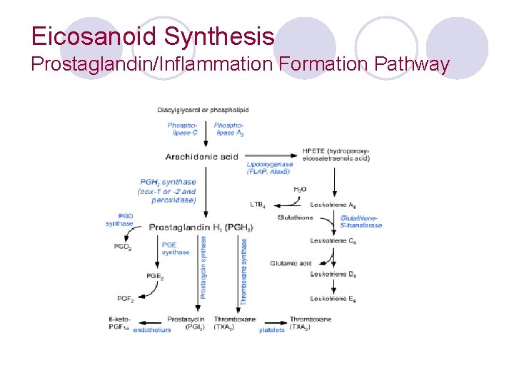 Eicosanoid Synthesis Prostaglandin/Inflammation Formation Pathway 