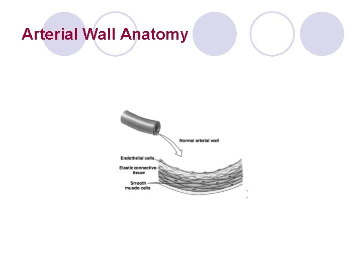 Arterial Wall Anatomy 