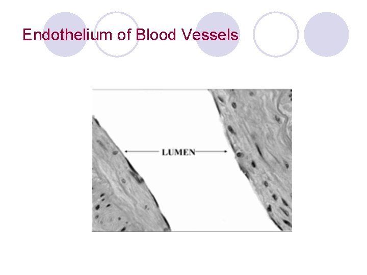 Endothelium of Blood Vessels 