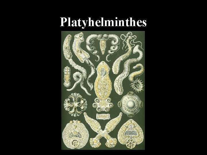 Platyhelminthes 