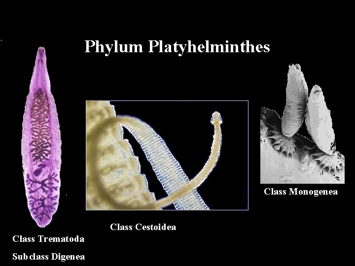 phylum platyhelminthes imagine papilom pe fata cum se trateaza