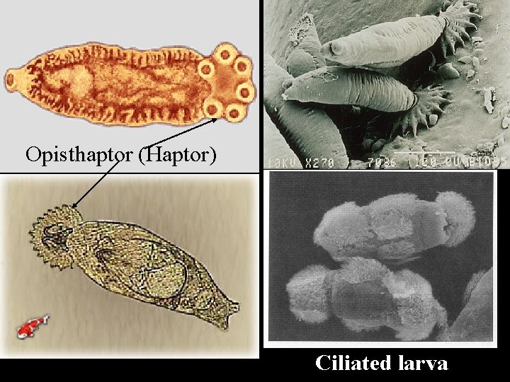 Opisthaptor (Haptor) Ciliated larva 