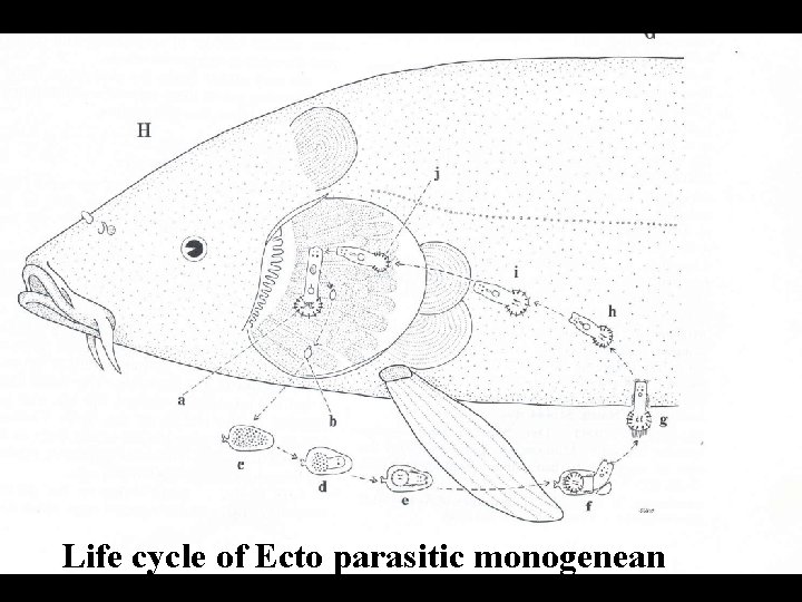 Life cycle of Ecto parasitic monogenean 