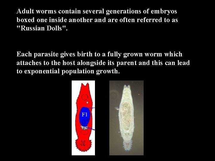 Adult worms contain several generations of embryos boxed one inside another and are often