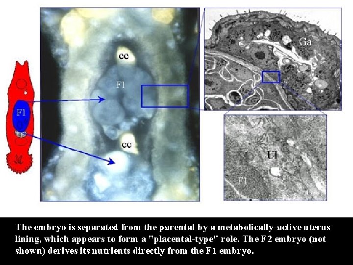 The embryo is separated from the parental by a metabolically-active uterus lining, which appears