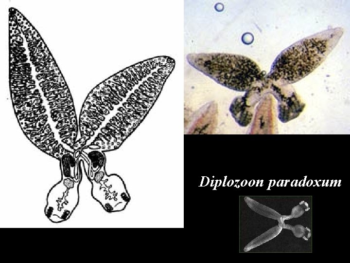 Diplozoon paradoxum 