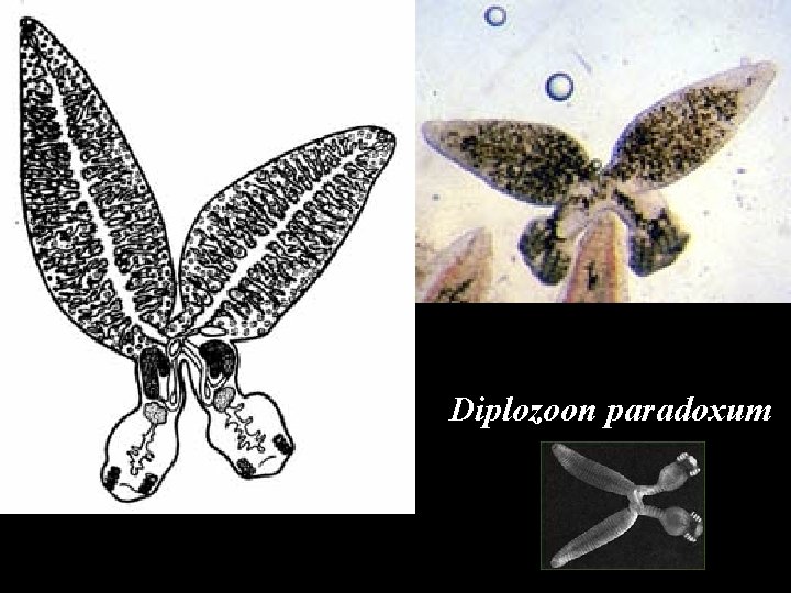 Diplozoon paradoxum 