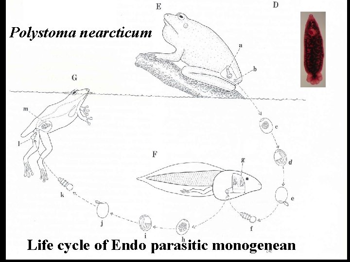 Polystoma nearcticum Life cycle of Endo parasitic monogenean 