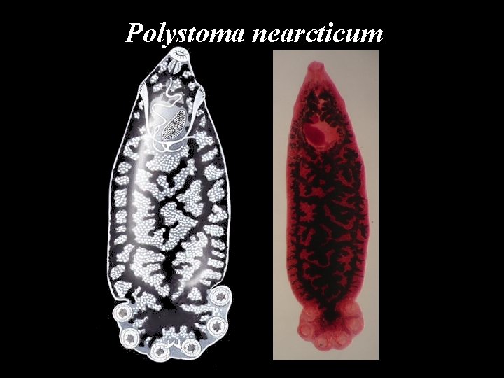 Polystoma nearcticum 