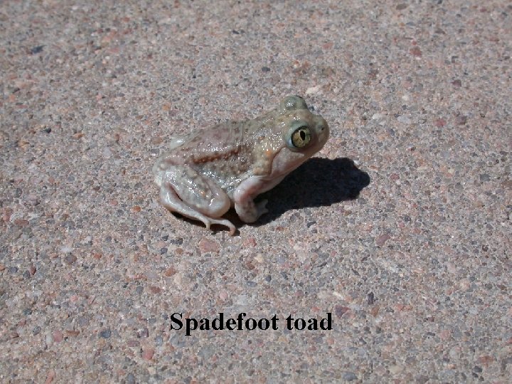 Spadefoot toad 