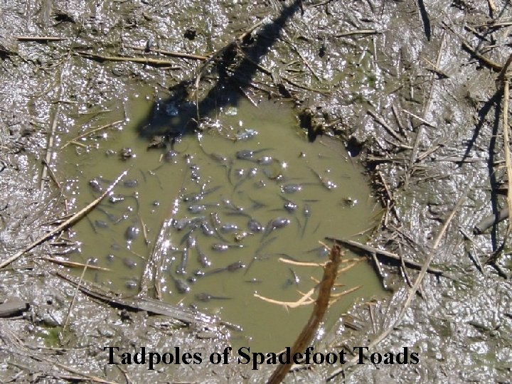 Tadpoles of Spadefoot Toads 