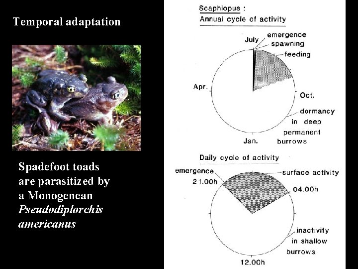 Temporal adaptation Spadefoot toads are parasitized by a Monogenean Pseudodiplorchis americanus 