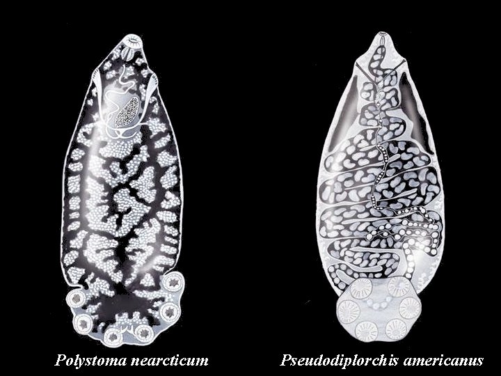 Polystoma nearcticum Pseudodiplorchis americanus 