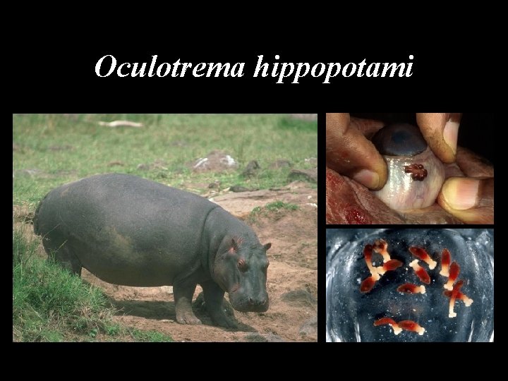 Oculotrema hippopotami 