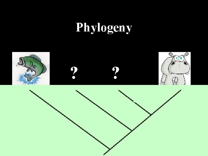 Phylogeny ? ? 