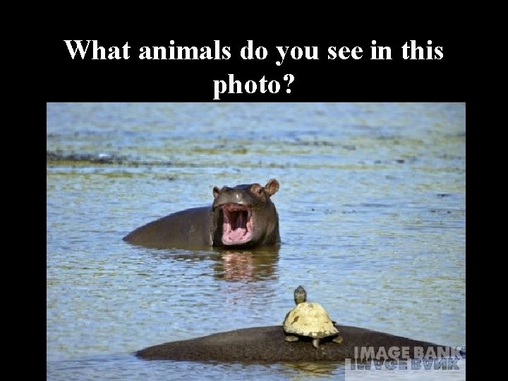 What animals do you see in this photo? 