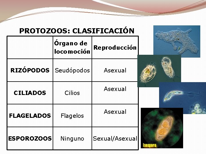 PROTOZOOS: CLASIFICACIÓN Órgano de Reproducción locomoción RIZÓPODOS Seudópodos CILIADOS Cilios FLAGELADOS Flagelos ESPOROZOOS Ninguno