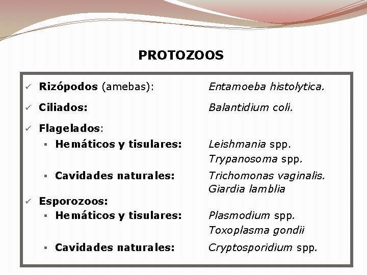 PROTOZOOS ü Rizópodos (amebas): Entamoeba histolytica. ü Ciliados: Balantidium coli. ü Flagelados: ü § PROTOZOOS ü Rizópodos (amebas): Entamoeba histolytica. ü Ciliados: Balantidium coli. ü Flagelados: ü §