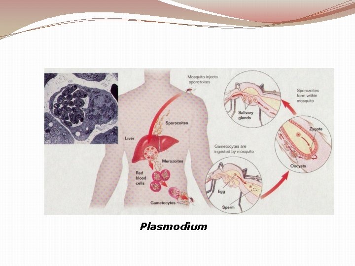 Plasmodium 