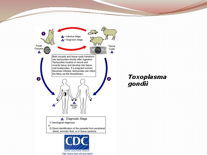 Toxoplasma gondii 