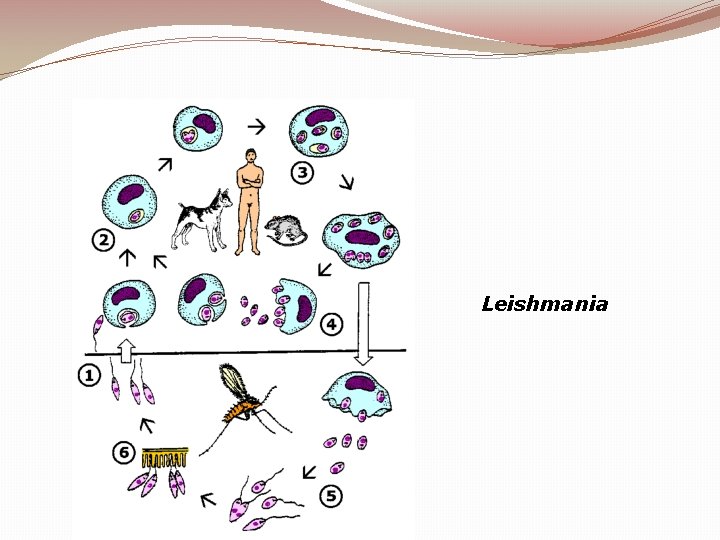 Leishmania 