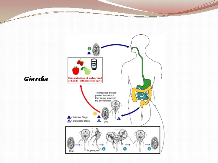 Giardia 