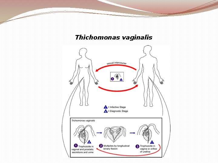 Thichomonas vaginalis Thichomonas vaginalis