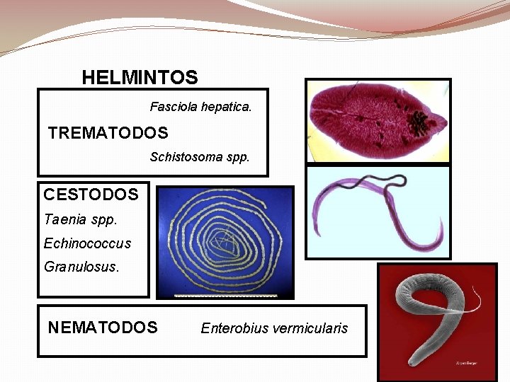 HELMINTOS Fasciola hepatica. TREMATODOS Schistosoma spp. CESTODOS Taenia spp. Echinococcus Granulosus. NEMATODOS Enterobius vermicularis