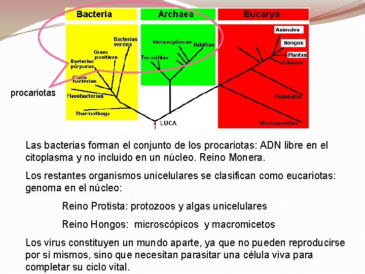 procariotas Las bacterias forman el conjunto de los procariotas: ADN libre en el citoplasma procariotas Las bacterias forman el conjunto de los procariotas: ADN libre en el citoplasma