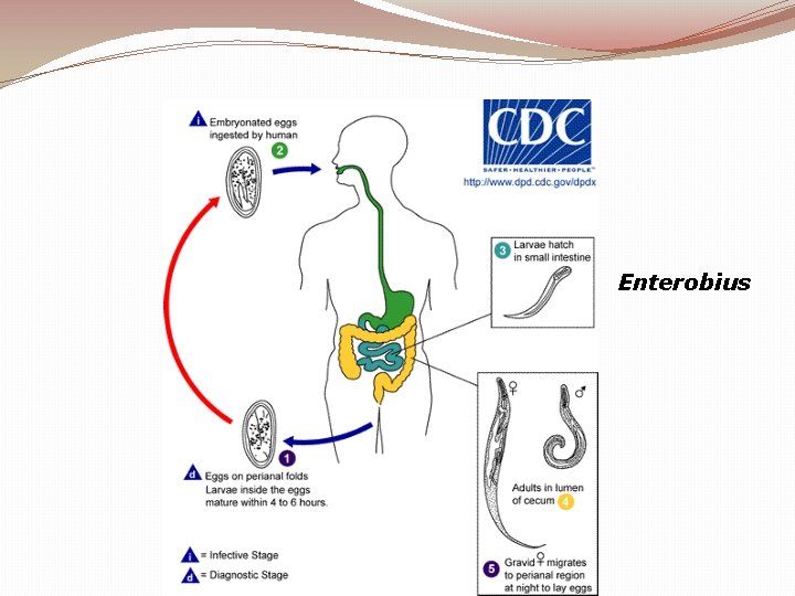 Enterobius 