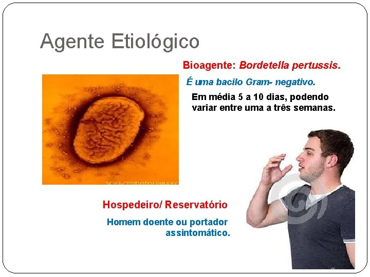 Agente Etiológico Bioagente: Bordetella pertussis. É uma bacilo Gram- negativo. Em média 5 a